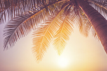 Tropical palm tree with sun light on sunset sky and cloud abstract background.