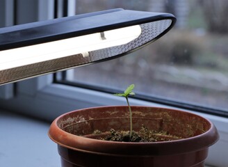 hemp seedling under the light of a room lamp grown indoors by the window, one cannabis sprout in a...
