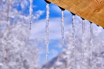 Harmonious row of icicles hanging from the roof on the background of snow-covered trees and a blue sky with clouds
