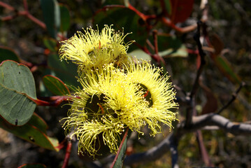 Yellow Eucalyptus flowers 