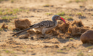 southern red-billed hornbill (Tockus rufirostris) foraging in Elephant dung