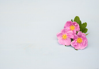 Fototapeta na wymiar Roses on an blue wooden background. Copy space