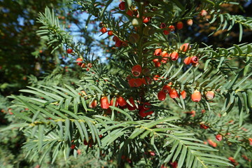 evergreen tree with red berries