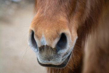 Naklejka premium Islandpferd / Islandpony