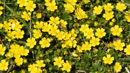 Tapis dense et rampant de corymbes de fleurs sauvages de potentilles printanières (Potentilla verna)