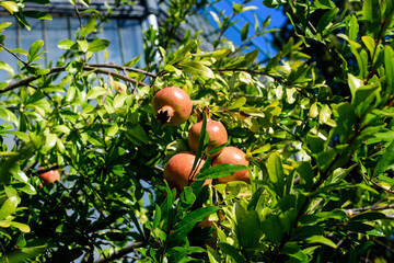 Many small raw pomegranate fruits and green leaves in a large tree in direct sunlight in an orchard garden in a sunny summer day, beautiful outdoor floral background photographed with selective focus.