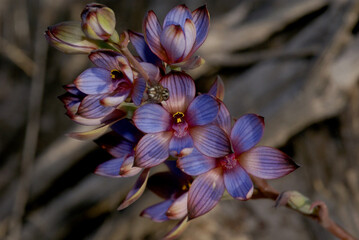 The blue and purple flowering Thelymitra occidentalis or Western Azure Sun Orchid in south-west...