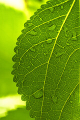 Water droplet on green leaf
