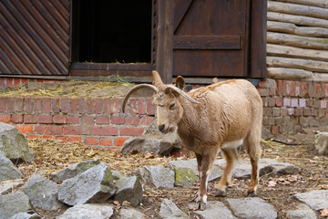 Close-up of an adult ibex with long horns.