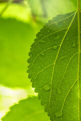 Water droplet on green leaf
