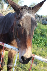 burro pastando por el prado al atardecer 
