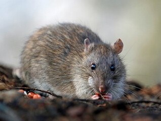 Wild rats foraging in the woods