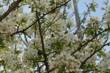 flores de color blanco con arboles en primavera