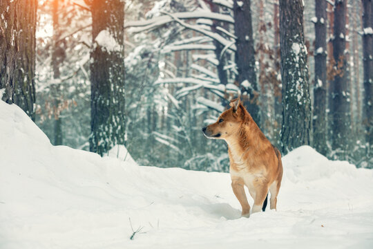 Red dog walks in a pine snowy forest on a winter sunny day. Vertical image