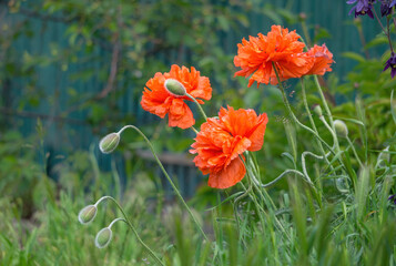 Blooming red poppies and sunny summer meadow