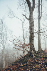 Desolate Image of Foggy Beech Forest with Bare Trees in Winter