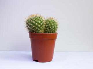 primer plano de un pequeño cactus sobre fondo blanco