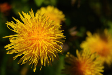 Yellow blooming dandelion flower in the meadow.