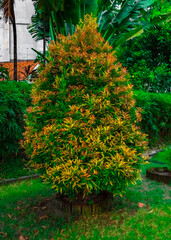 Beautiful plants with color grading 