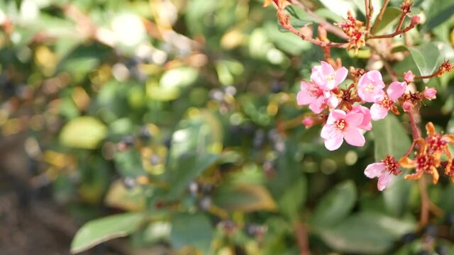 Indian hawthorn pink flower, California USA. Rhaphiolepis springtime fresh bloom, romantic botanical atmosphere, delicate natural blossom. Spring soft color, garden design and decorative floriculture.