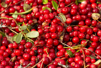 Cranberry with leaves. Red background - sunlight.