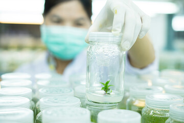 Researchers are examining aquatic plants in a tissue culture room. To be sold in the market.
Plant tissue culture is a techniques used to grow plant cells under sterile conditions

