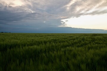 Fototapeta premium field and sky