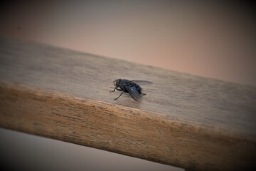 Fly resting on a wooden plank