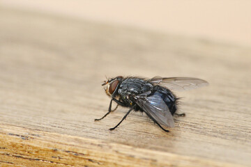 Macro photo of a fly resting on a wooden plank