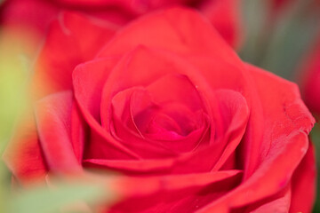 rote Rose