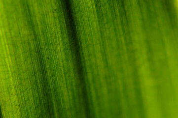 Zielowy liść tekstura makro