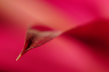 Czerwony kwiat liść detal - obrazy, fototapety, plakaty