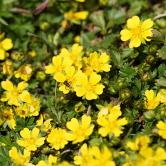 Potentilla verna ou Potentille sauvage printanière à floraison dense jaune vif sur tiges rampantes dans un feuillage dense vert brillant