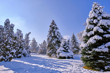 Fir trees with snow after a snowfall in winter season; freshness of frosty winter morning