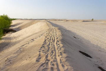 Fototapeta na wymiar Sandy dune with footprints and tracks against trees and sky