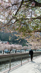 people walking in the park flowered in spring