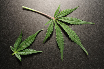 Cannabis leaves. Fresh marijuana plant isolated on black background.