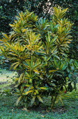 Croton, Codiaeum spp © JAG IMAGES