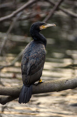 Grand Cormoran,. Phalacrocorax carbo, Great Cormorant