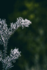 plant with white fluff seen close up in a field