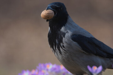 Hooded crow and nut
