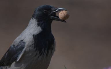 Hooded crow and nut