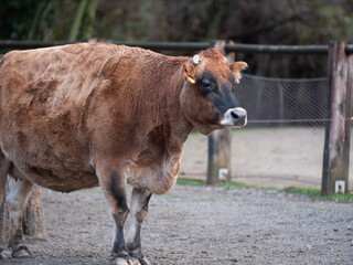 Closeup Portrait of Big Brown Cow inside a Fence