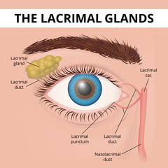 Structure of the human eye and lacrimal glands