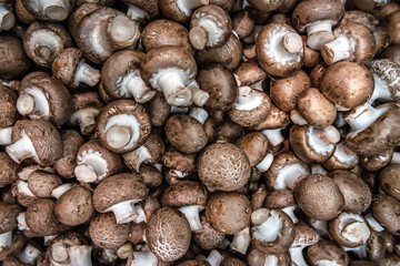 brown common mushrooms texture