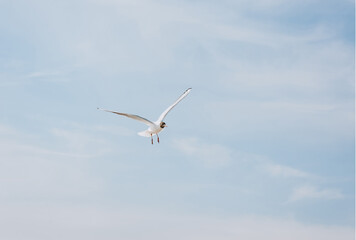 A beautiful, large white sea gull flies against the blue sky, soaring above the clouds, spreading its wings on a sunny spring day. Photography of birds.