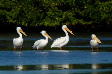 Pélican d'Amérique,.Pelecanus erythrorhynchos, American White Pelican