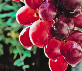 bunch of red grapes