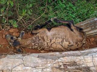 A female goat whose feet were stuck on a wire fence was lying on the ground and was unable to move anywhere at the backyard
