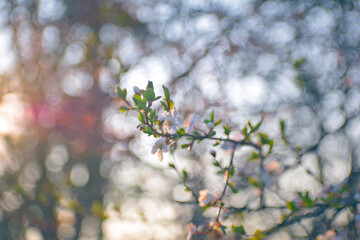 Close up view of a blossoming branch